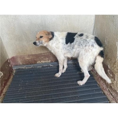 COMUNE DI ALVIGNANO - Cane - Microchip 380260045108187