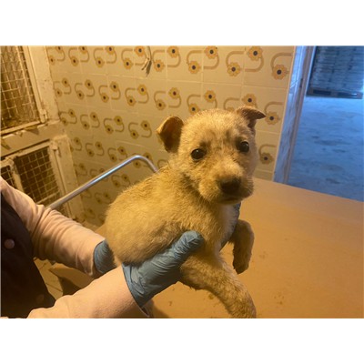 COMUNE DI SAN POTITO SANNITICO - Cane - Microchip 380260045134343